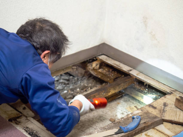 Best HVAC Mold Remediation in Devine, TX