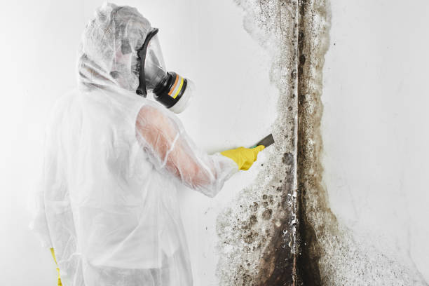 Best Industrial Mold Remediation in Devine, TX
