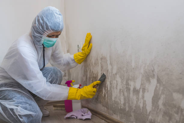 Best Insurance-Related Mold Remediation in Devine, TX