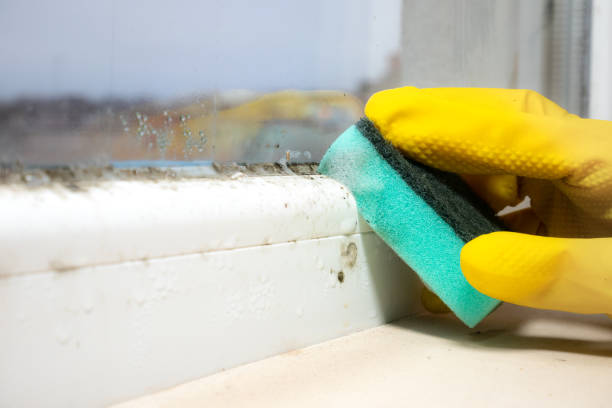 Devine, TX Mold Remediation Company
