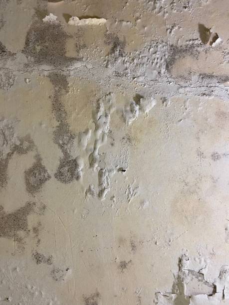 Best Post-Flood Mold Remediation in Devine, TX