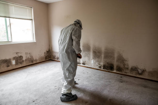 Best Mold Testing and Inspection Services in Devine, TX