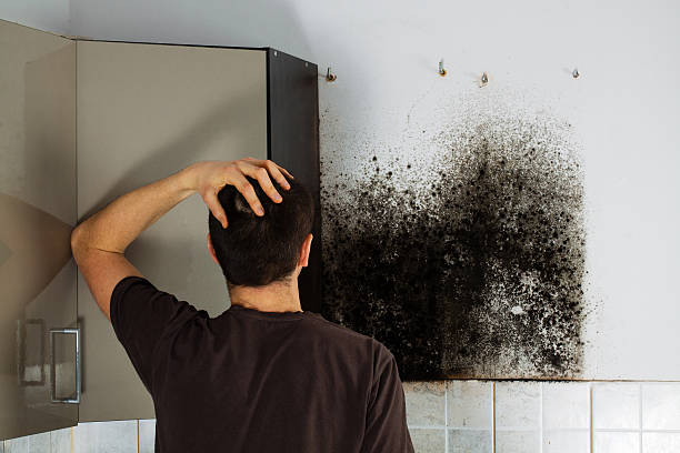 Best Black Mold Remediation in Devine, TX