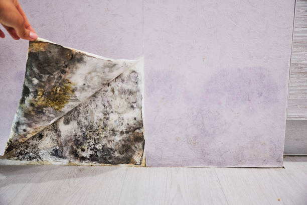 Best Residential Mold Remediation in Devine, TX
